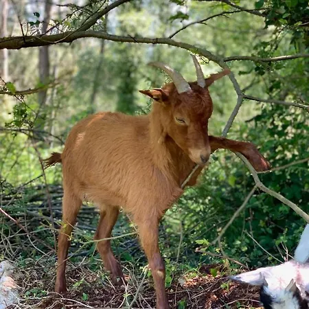 Otel Casa Da Roxa 3*