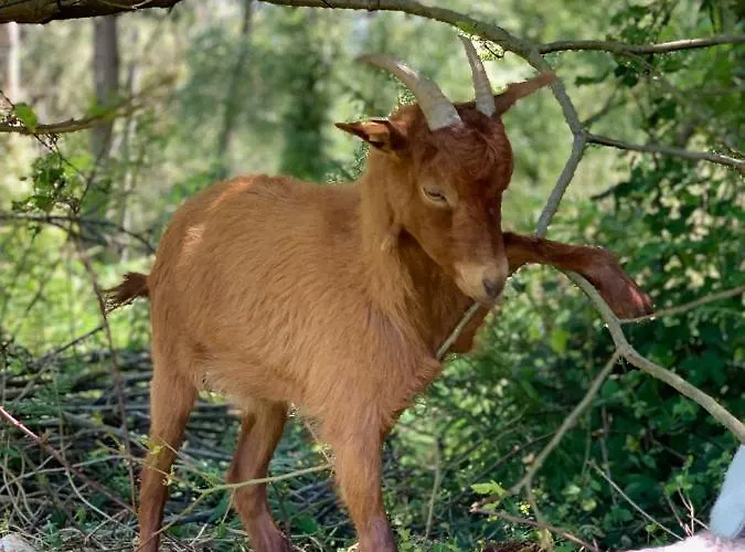 Hotel Casa Da Roxa 3*